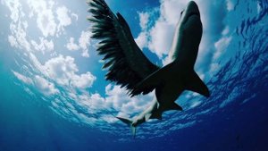 анимация "акула"