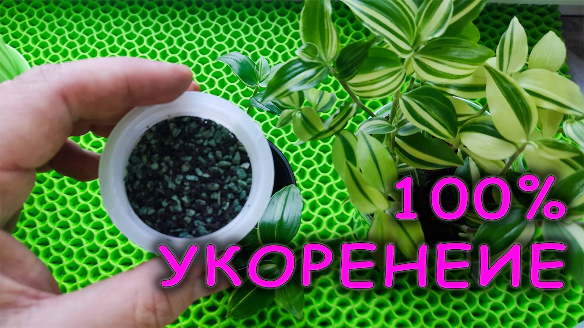 Не размножайте черенками 🌱 ТРАДЕСКАНЦИЮ пока не посмотрите это видео Как размножить традесканцию🌿