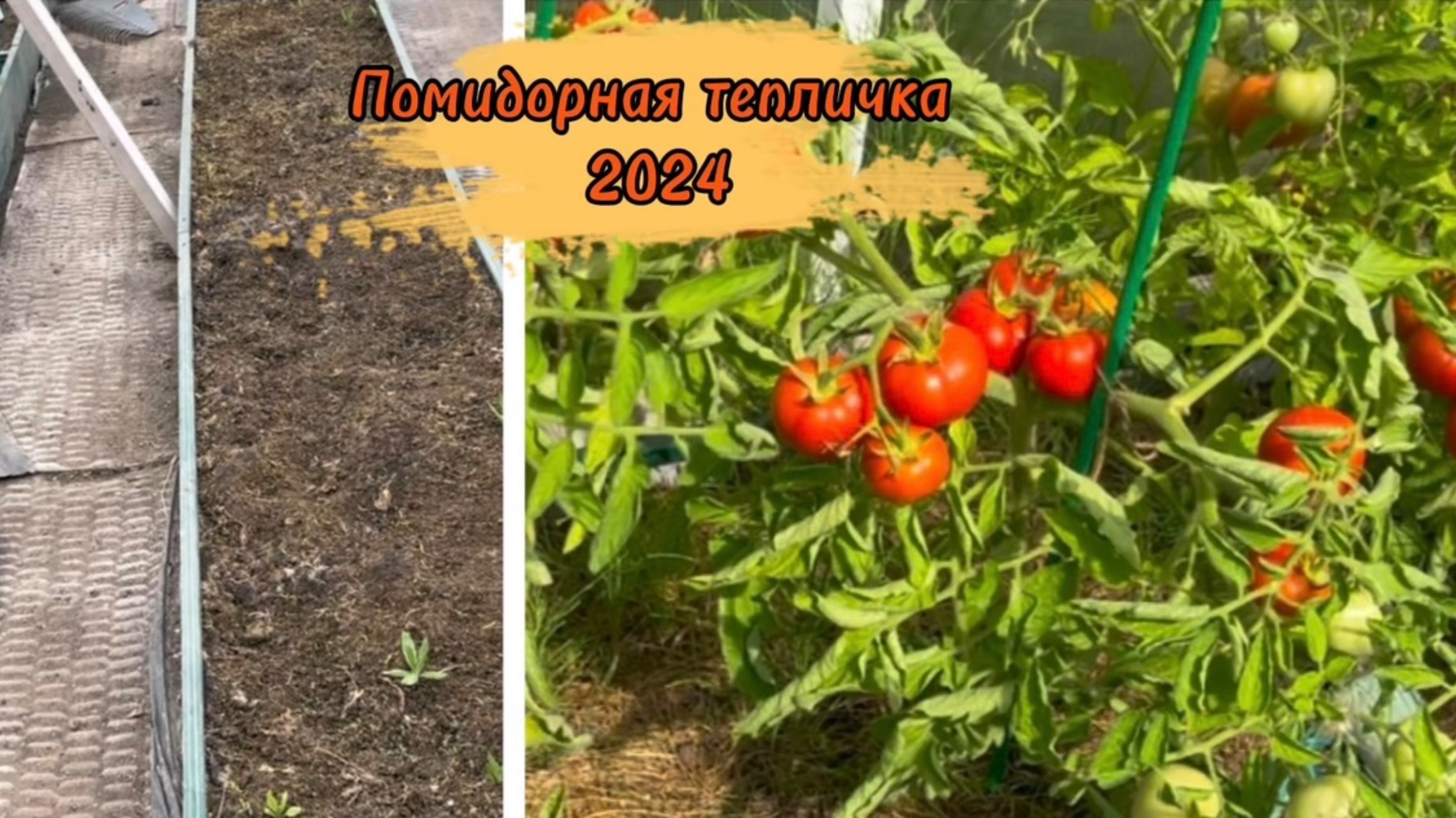 Помидоркина теплица прошлым летом