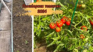 Помидоркина теплица прошлым летом