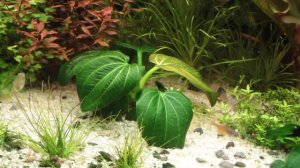 Echinodorus opacus 'Iguazu 2009'