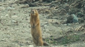 Суслик(поздравление)