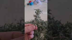 Черенкование ампельного розмарина