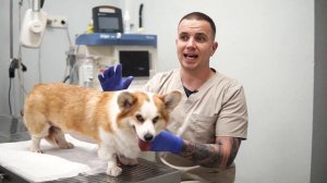 Как обработать швы собаке или кошке после операции