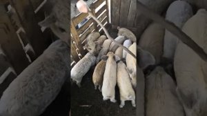 Венгерская Мангалица кормление.