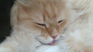 Устал работяга. Весь день трудился не покладая лап.