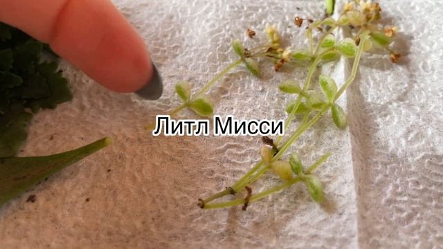 ❗️ПРОВЕЛА ЭКСПЕРИМЕНТ❗️Неожиданный результат! Проверила многолетники на зимостойкость!!!