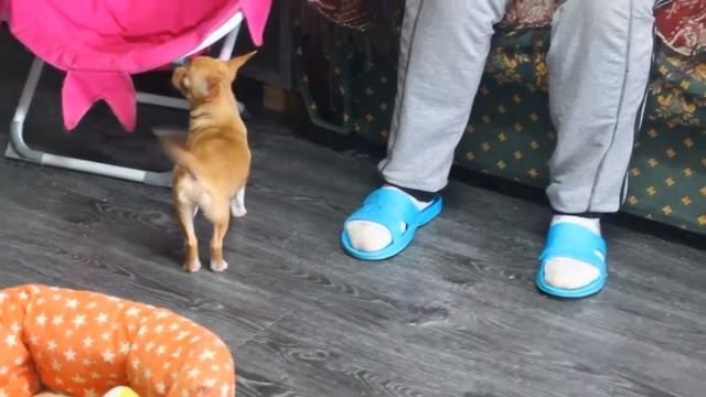 Чиша Симочка смотреть онлайн