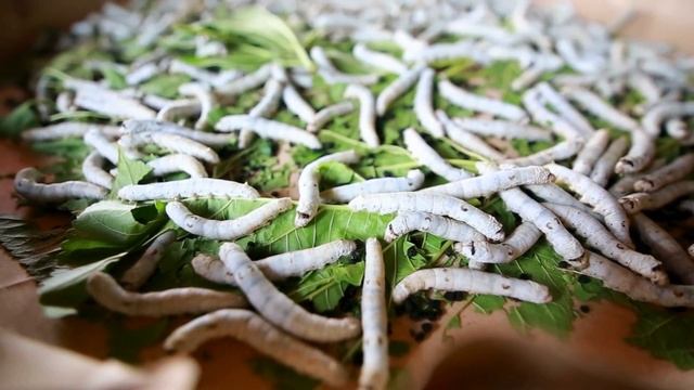 TOP 10 Most BIZZARE Foods (Not for WEAK Stomachs 🤢)