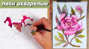 Как нарисовать пион акварелью, как нарисовать цветок пошаговый урок