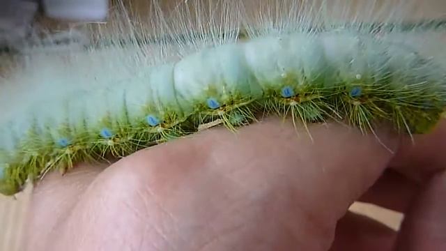 クスサンの幼虫マッサージ смотреть онлайн