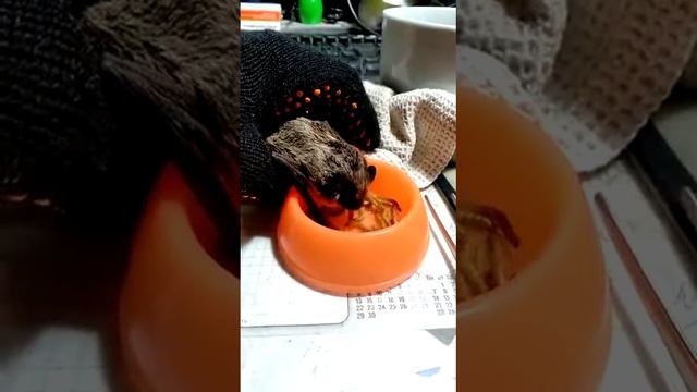 Полина Б 21 0033 смотреть онлайн