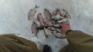 Зимняя Рыбалка С комфортом И Ночевкой На Льду / Чем Ловить Леща / Лучшая Приманка / Куча Рыбы /