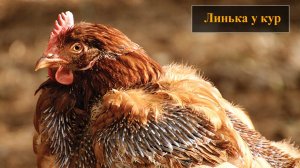 Линька у кур несушек