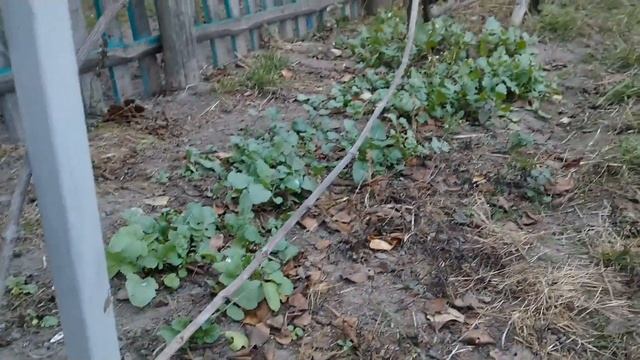 Укриття винограду на зиму. Виноград 2019