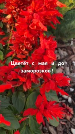 Красивый и неприхотливый однолетник!