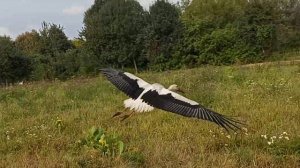 Отлавливаем Аистёнка в с  Алексеевск Почепского р