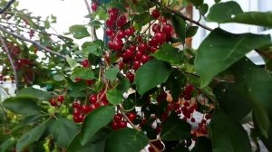 Виргинская черёмуха