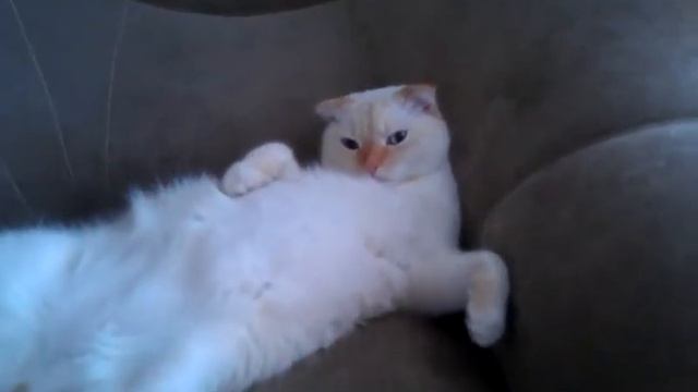 Нажрался от пуза смотреть онлайн