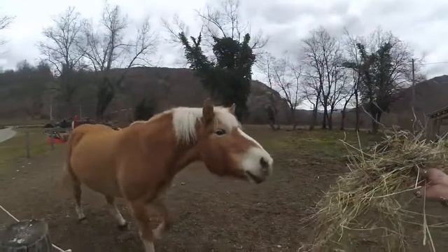 СКУЧАЮ ЗА ИТАЛИЕЙ // РОВНО ГОД НАЗАД БЕГАЛ ЗА КОНЯКОЙ смотреть онлайн