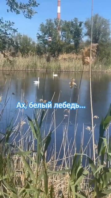 Белые лебеди! Очень красивые птицы. #ЦентрДД #shorts #лебеди смотреть онлайн