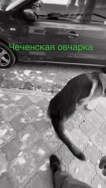 Тамаев возьми Борза в охрану#тамаев #грозный #мойпитомец #немецкаяовчарка #чечня #ингушетия #борз #