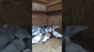 Пермские белоголовые голуби