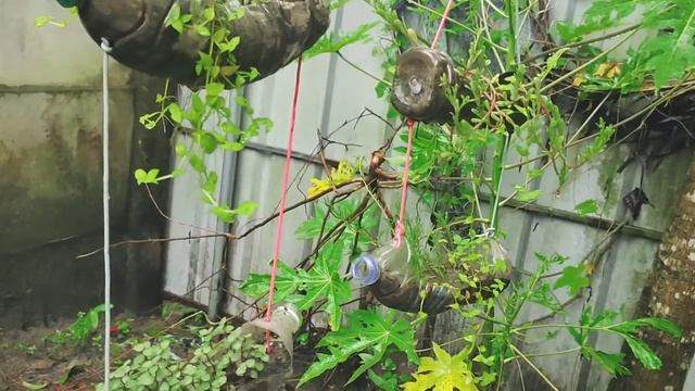 My Garden Tour/Varieties Of Hanging Plants /Fast Growing Hanging Plants In Malayalam