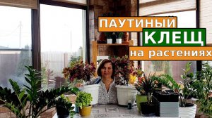 Паутинный клещ на комнатных растениях, как избавиться в домашних условиях