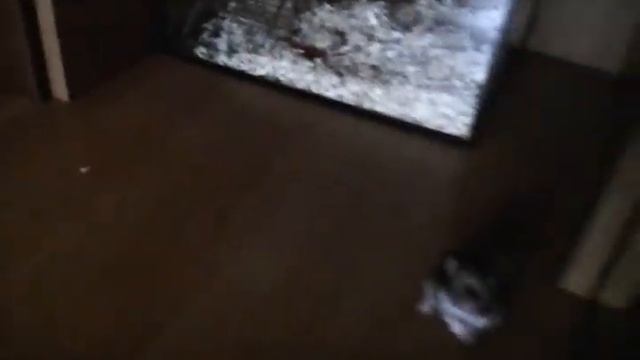 Любопытный Джунгарик смотреть онлайн