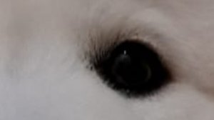 ТРАНСЛЯЦИЯ