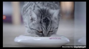 whiskas реклама 2016