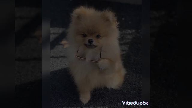 Милые щенята. Завтра 3 часть.Спасибо за актив смотреть онлайн