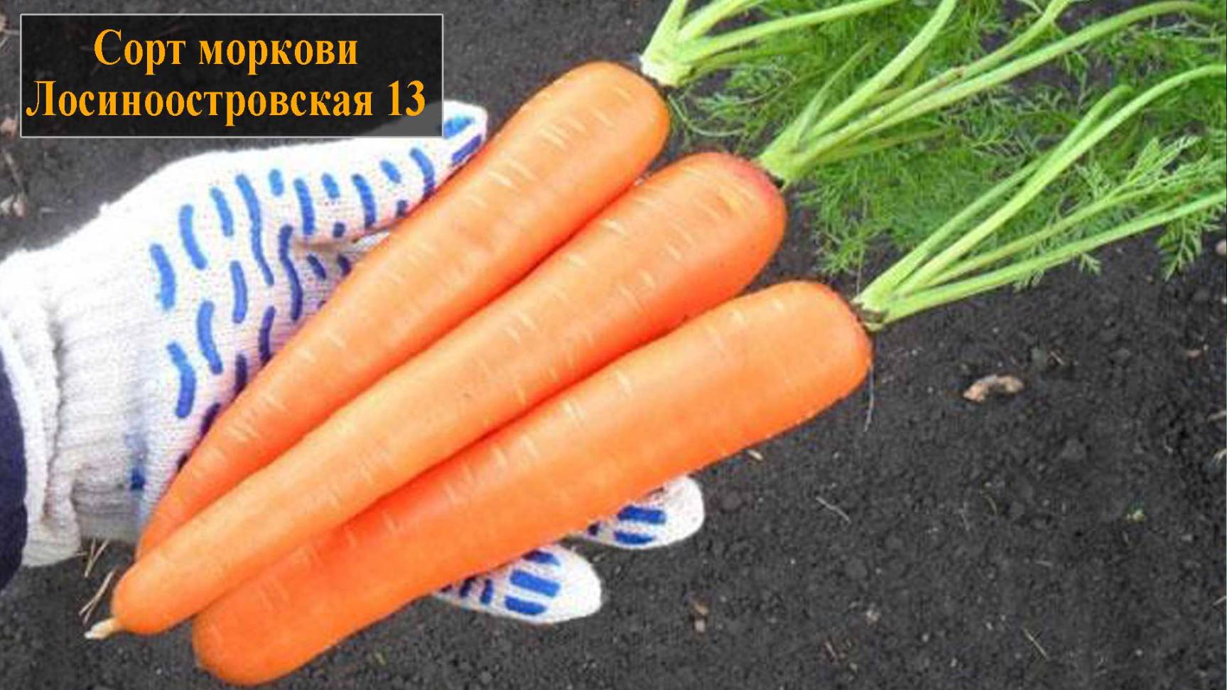 Морковь сорта Лосиноостровская 13