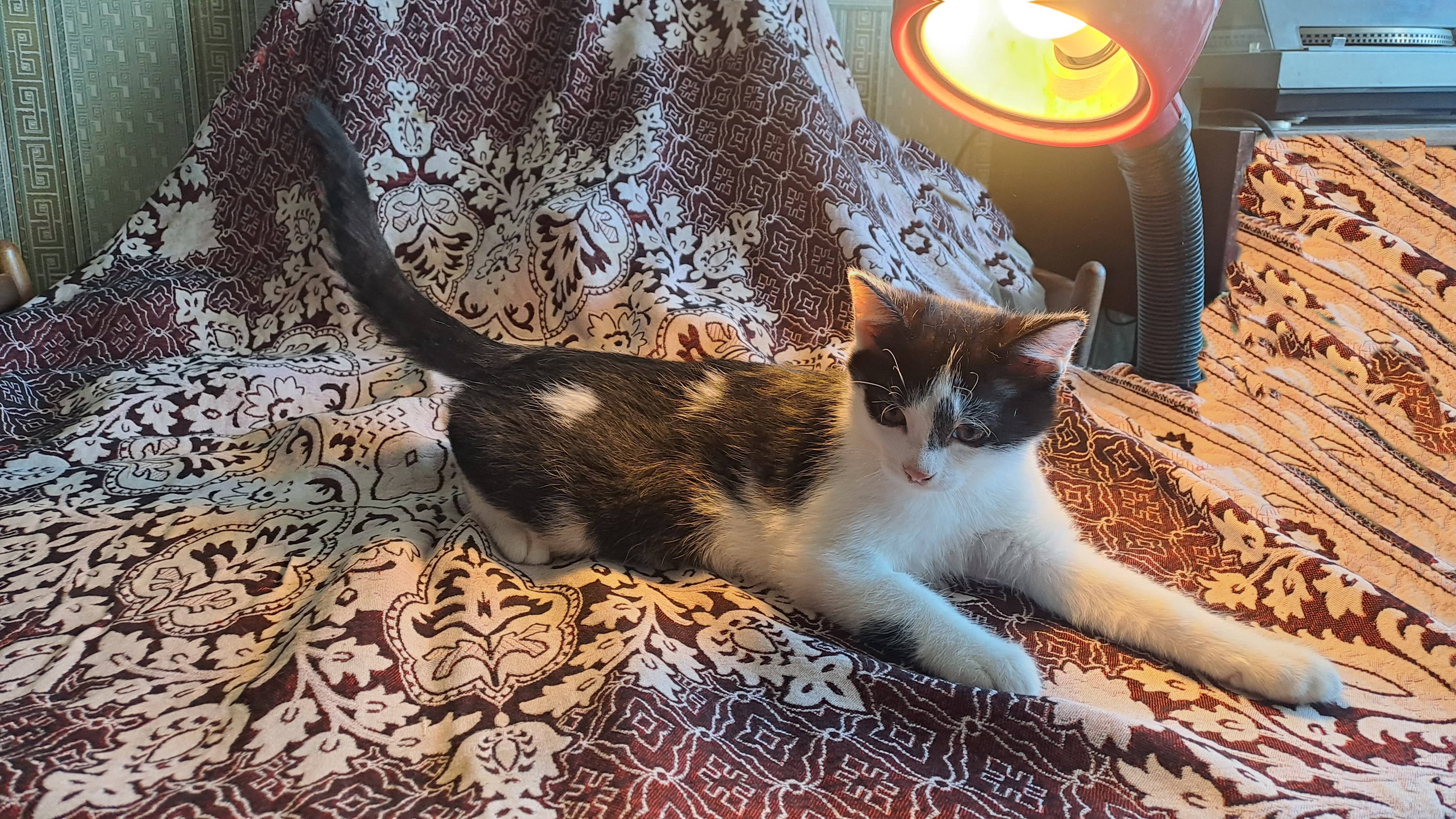 Котятки ищут добрых хозяев (Авито) смотреть онлайн