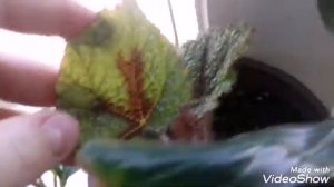 Обзор комнатных растений в апреле. Когда будут выходить видио про комнатные растения?