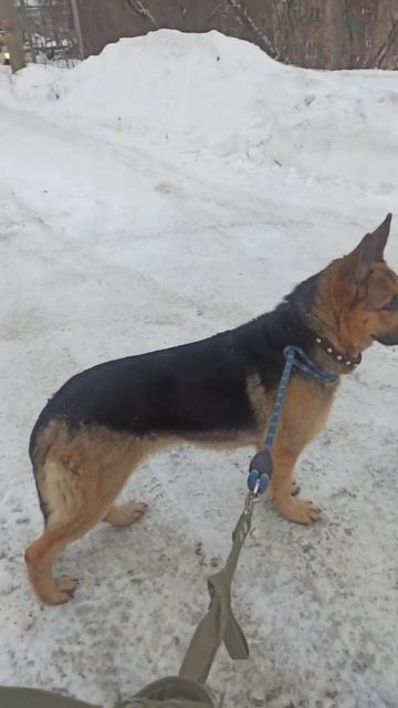 Найдена собака, овчарка. Молодая. Очень переживает и ищет старых хозяев. смотреть онлайн