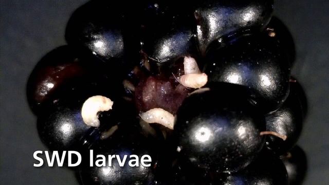 How to Identify Spotted Wing Drosophila Damage смотреть онлайн