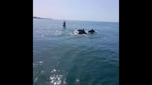 Шоу дельфинов в открытом море!