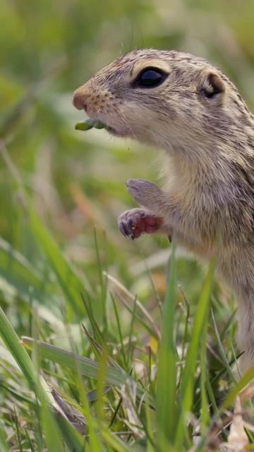 Thirteen-Lined Ground Squirrel Foraging for Food 🇨🇦 #shorts смотреть онлайн