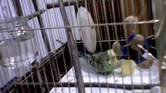 Новая игрушка смотреть онлайн