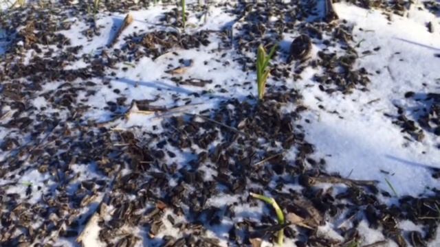 Всходы крупного чеснока под снегом, как озимый чеснок растет зимой, зелёное перо чеснока
