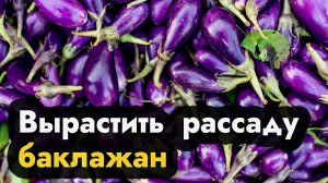 Когда сажать баклажаны на рассаду в Сибири Урале и Дальнем Востоке - посадка баклажан рассадой