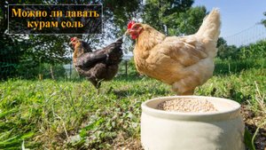 Можно ли давать курам соль