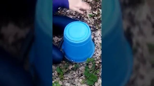 Лес.я показала лицо? Посмотри до конца! смотреть онлайн