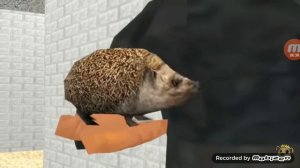 Ной на канале ноя