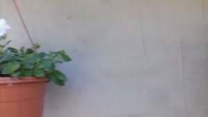 Петунии/Начало июня 2020.