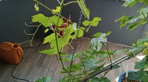 Выращивание винограда в помещении (часть 13) Возвращаем растению азот