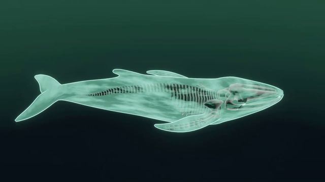 Ghost Whale смотреть онлайн