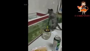 Смешные коты